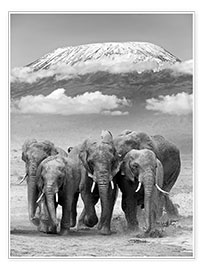 Plakat  Stado słoni pod Kilimandżaro