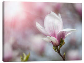 Obraz na płótnie  Magnolia flower in sunlight