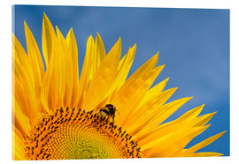 Obraz na szkle akrylowym  Sunflower against blue sky - Edith Albuschat
