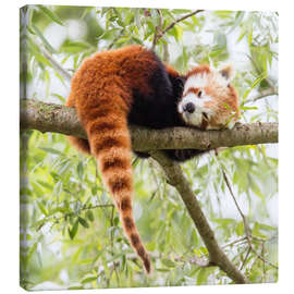 Obraz na płótnie  Red panda resting in a tree