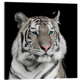 Obraz na szkle akrylowym  Sumatran tiger with turquoise eyes