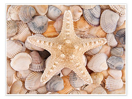 Plakat  Starfish on cockleshells