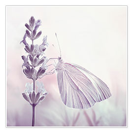 Plakat  Butterfly on a flower, (detail) - Atteloi