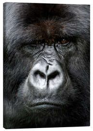 Obraz na płótnie  Silverback gorilla looking intensely, in the Volcanoes National Park, Rwanda, Africa - Matt Frost