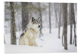 Obraz na szkle akrylowym  philosophical wolf - Dominic Marcoux