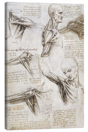 Obraz na płótnie  Mięśnie i ścięgna ramion i rąk - Leonardo da Vinci