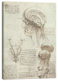 Obraz na płótnie  Mózg i czaszka - Leonardo da Vinci