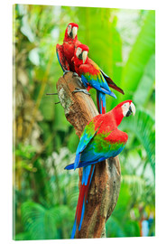 Obraz na szkle akrylowym  Group of dark red macaws