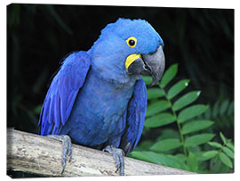 Obraz na płótnie  Hyacinth macaw