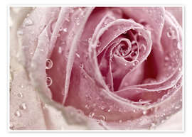 Plakat  Rosy Rose