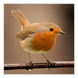 Plakat  Curious robin