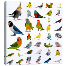 Obraz na płótnie  Parrots and parakeets