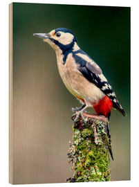 Obraz na drewnie  Woodpecker stands guard