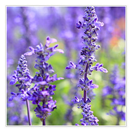 Plakat  blooming lavender