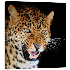 Obraz na płótnie  snarling leopard