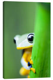 Obraz na płótnie  yellow tree frog