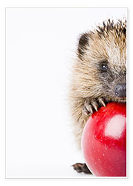 Plakat Little hedgehog