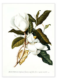 Plakat  Magnolia - Georg Dionysius Ehret