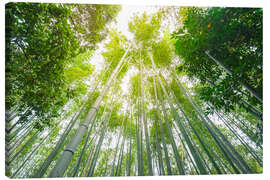 Obraz na płótnie  Light falls through the bamboo forest
