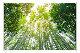 Plakat  Light falls through the bamboo forest