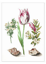 Plakat  Tulip with two myrtle branches and two shells - Maria Sibylla Merian