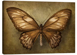Obraz na płótnie  Brown butterfly - Elena Schweitzer