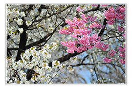 Plakat White and pink cherry blossoms