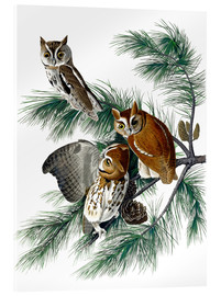 Obraz na szkle akrylowym  Three owls - John James Audubon