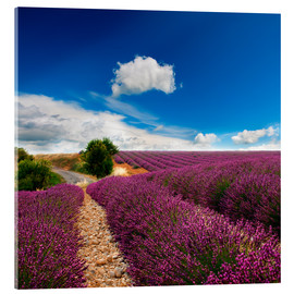 Obraz na szkle akrylowym  Beautiful lavender field