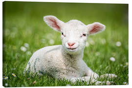 Obraz na płótnie  Happy lamb - Andreas Kossmann
