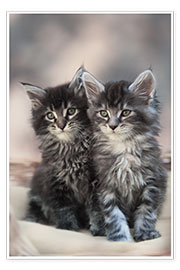 Plakat Maine Coon Kittens 3