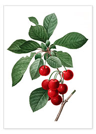 Plakat  cherry - Pierre Joseph Redouté