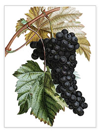 Plakat  Grape Muscat Noir - Pierre Joseph Redouté