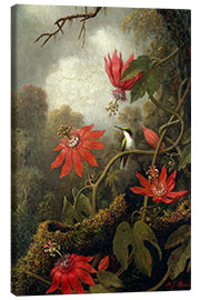 Obraz na płótnie  Hummingbird and Passionflowers - Martin Johnson Heade