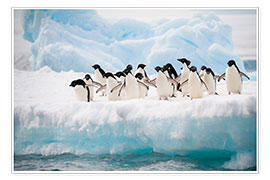 Plakat  Adelie penguins on ice