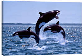 Obraz na płótnie  Jumping Orcas - Gérard Lacz