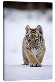 Obraz na płótnie  Siberian Tiger cub, walking on snow - FLPA