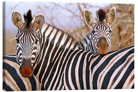 Obraz na płótnie  Zebra friendship, South Africa - wiw
