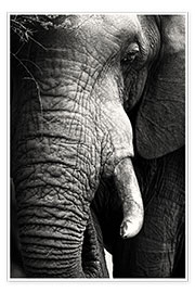Plakat  Elephant in the portrait - Johan Swanepoel
