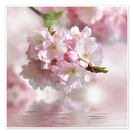 Plakat  cherry blossom - Atteloi