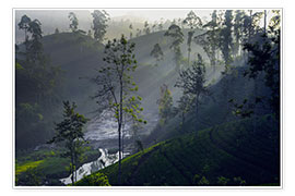 Plakat  Enchanting tea plantation forest, Sri Lanka - Paul Kennedy