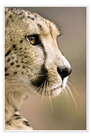 Plakat  Profile of a cheetah - Janet Muir