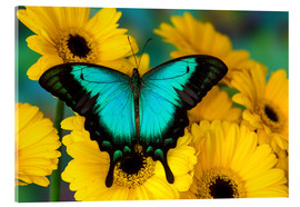 Obraz na szkle akrylowym  Sea Green Swallowtail Butterfly - Darrell Gulin