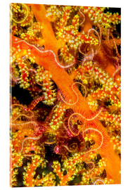 Obraz na szkle akrylowym  Close-up of starfish - Jones &amp; Shimlock