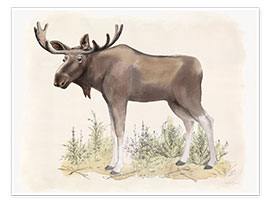 Plakat  Wildlife - moose - Beth Grove