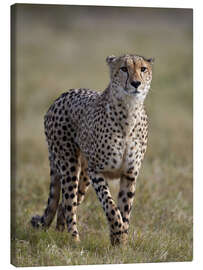 Obraz na płótnie  Watchful cheetah - James Hager