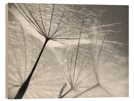 Obraz na drewnie  Dandelion Umbrella in black and white - Julia Delgado
