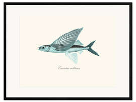 Plakat artystyczny premium w ramie  Latająca ryba - Patruschka