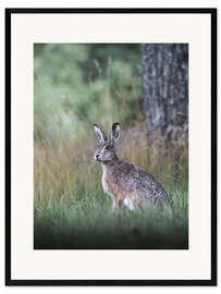Plakat artystyczny premium w ramie  Curious hare - articstudios