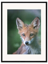 Plakat artystyczny premium w ramie  Little fox - articstudios